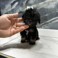 dior, a female Poodle - Miniature  for sale in Houston, TX – Photo 9 of 10