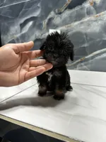 dior, a female Poodle - Miniature  for sale in Houston, TX – Photo 9 of 10