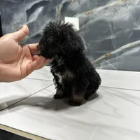 dior, a female Poodle - Miniature  for sale in Houston, TX – Photo 10 of 10