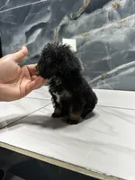 dior, a female Poodle - Miniature  for sale in Houston, TX – Photo 10 of 10