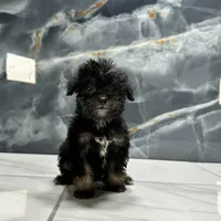 dior, a female Poodle - Miniature  for sale in Houston, TX – Photo 6 of 10