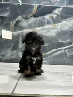 dior, a female Poodle - Miniature  for sale in Houston, TX – Photo 6 of 10