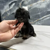 dior, a female Poodle - Miniature  for sale in Houston, TX – Photo 7 of 10