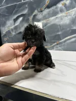 dior, a female Poodle - Miniature  for sale in Houston, TX – Photo 7 of 10