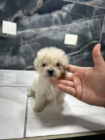 star, a female Poodle - Miniature  for sale in Houston, TX – Photo 2 of 7