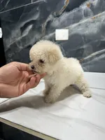 star, a female Poodle - Miniature  for sale in Houston, TX – Photo 1 of 7