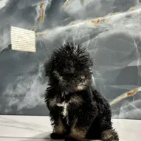 dior, a female Poodle - Miniature  for sale in Houston, TX – Photo 4 of 10