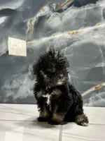 dior, a female Poodle - Miniature  for sale in Houston, TX – Photo 4 of 10