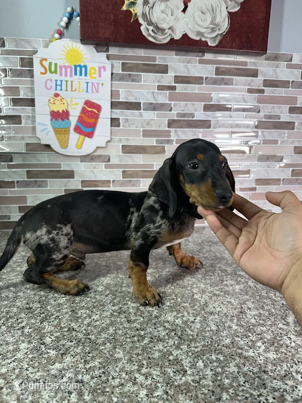 Tiger – Miniature Dachshund puppy for sale in Houston, TX