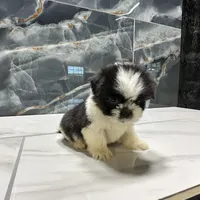 logan, a male Shih Tzu for sale in Houston, TX – Photo 5 of 6