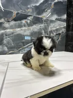 logan, a male Shih Tzu for sale in Houston, TX – Photo 5 of 6