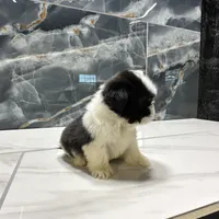 logan, a male Shih Tzu for sale in Houston, TX – Photo 4 of 6