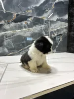 logan, a male Shih Tzu for sale in Houston, TX – Photo 4 of 6