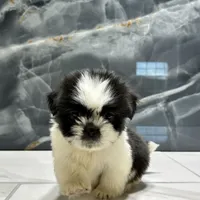 logan, a male Shih Tzu for sale in Houston, TX – Photo 6 of 6