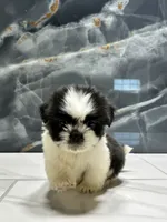 logan, a male Shih Tzu for sale in Houston, TX – Photo 6 of 6