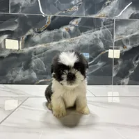 logan, a male Shih Tzu for sale in Houston, TX – Photo 3 of 6