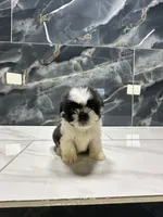 logan, a male Shih Tzu for sale in Houston, TX – Photo 3 of 6