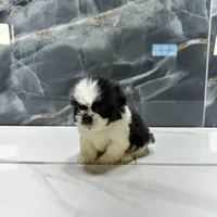 logan, a male Shih Tzu for sale in Houston, TX – Photo 2 of 6