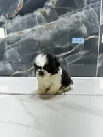 logan, a male Shih Tzu for sale in Houston, TX – Photo 2 of 6