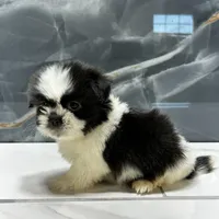 logan, a male Shih Tzu for sale in Houston, TX – Photo 1 of 6