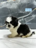 logan, a male Shih Tzu for sale in Houston, TX – Photo 1 of 6