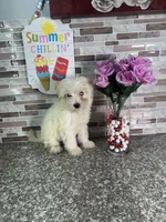 snowy, a female Maltipoo for sale in Houston, TX – 2 of 3