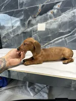 Red, a male Miniature Dachshund for sale in Houston, TX – 2 of 4