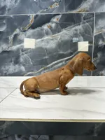 Red, a male Miniature Dachshund for sale in Houston, TX – 3 of 4