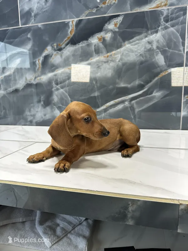 Red – Miniature Dachshund puppy for sale in Houston, TX