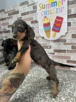 Sandy, a female Miniature Dachshund for sale in Houston, TX – 2 of 2