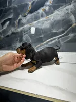 Max, a male Miniature Dachshund for sale in Houston, TX – 2 of 4