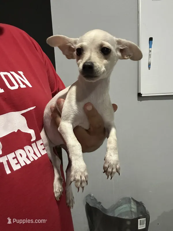 Lola – Chihuahua puppy for sale in Houston, TX