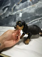 Max, a male Miniature Dachshund for sale in Houston, TX – 3 of 4