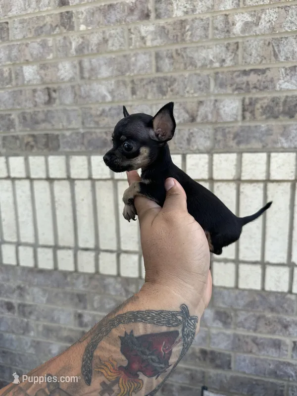 marla – Chihuahua puppy for sale in Houston, TX
