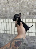 marla, a female Chihuahua for sale in Houston, TX – 1 of 8