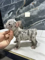 Diamond, a female French Bulldog for sale in Houston, TX – 5 of 6