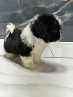 tamara, a female Shih Tzu for sale in Houston, TX – 2 of 5