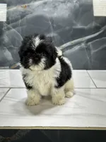 tamara, a female Shih Tzu for sale in Houston, TX – 1 of 5