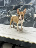 Luna, a female Bull Terrier for sale in Houston, TX – 2 of 4