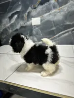 tamara, a female Shih Tzu for sale in Houston, TX – 4 of 5