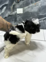 Tina, a female Shih Tzu for sale in Houston, TX – 4 of 4