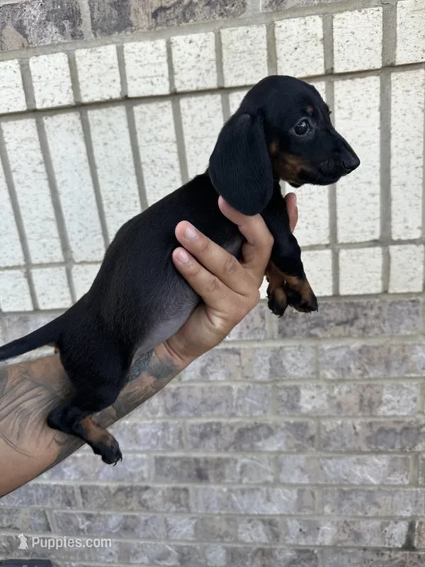 Mandi – Miniature Dachshund puppy for sale in Houston, TX
