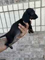 Mandi, a female Miniature Dachshund for sale in Houston, TX – 1 of 1