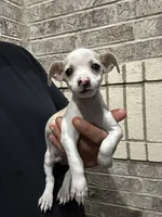 Mikey, a male Chihuahua for sale in Houston, TX – 3 of 3