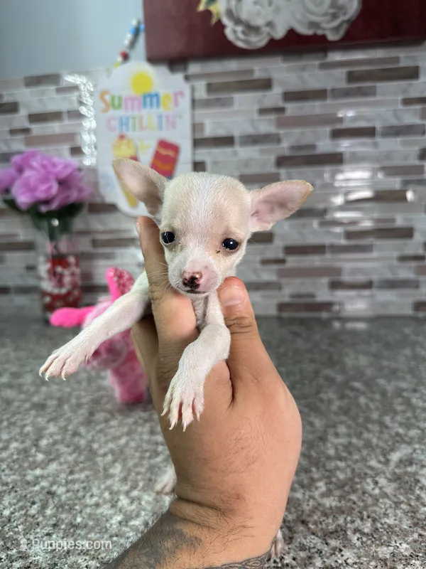 Mina – Chihuahua puppy for sale in Houston, TX