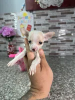 Mina, a female Chihuahua for sale in Houston, TX – 1 of 4