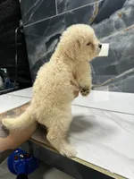Cookie, a female Maltipoo for sale in Houston, TX – 6 of 6
