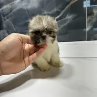 morgan, a male Shih Tzu for sale in Houston, TX – Photo 1 of 6