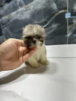 morgan, a male Shih Tzu for sale in Houston, TX – Photo 1 of 6