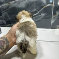 morgan, a male Shih Tzu for sale in Houston, TX – Photo 3 of 6